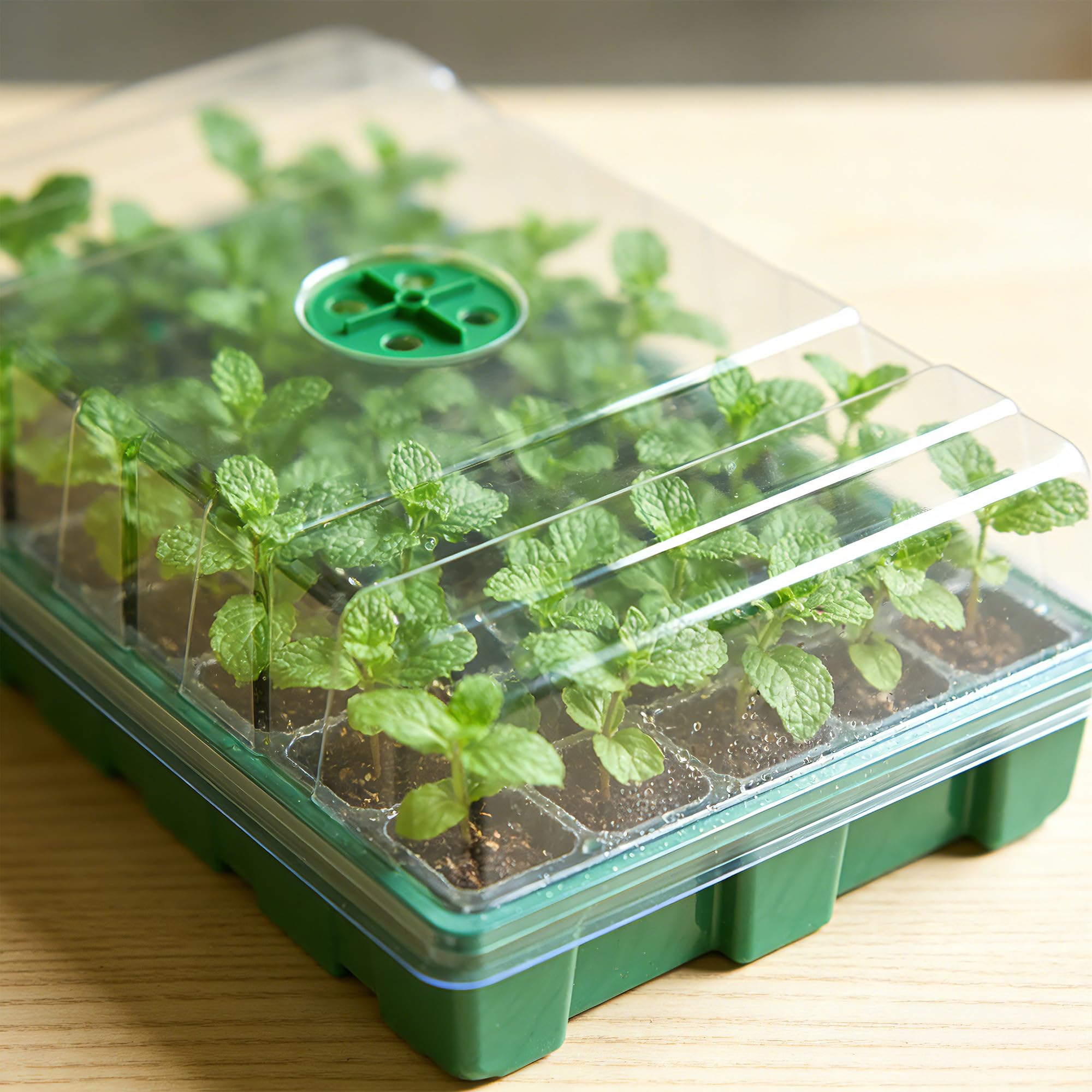 Estufa com Tampa Transparente  - Seed Starter Tray avaliação e preço