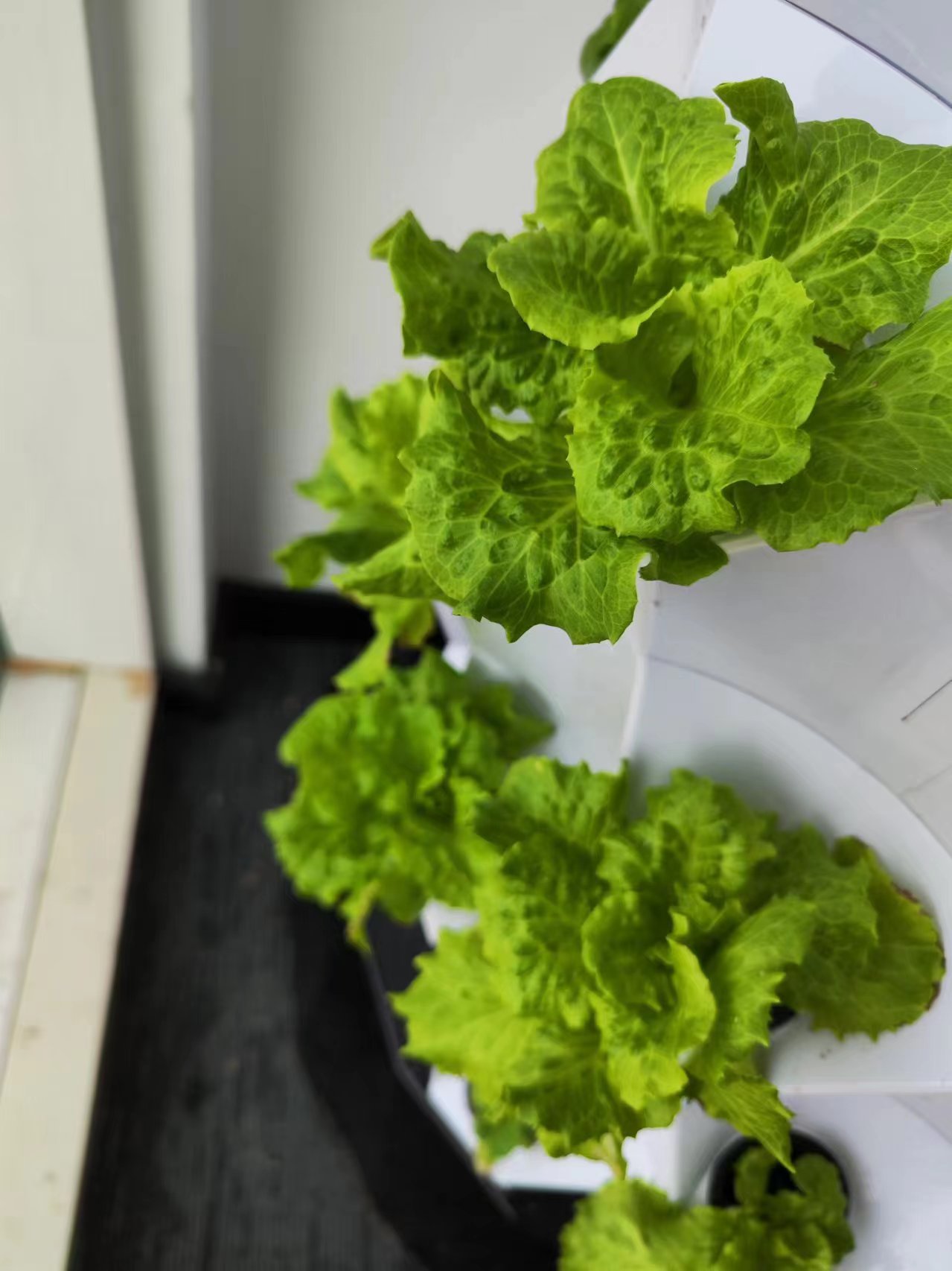 Sistema de Irrigação Automátic - Hydroponic Kit avaliação e preço